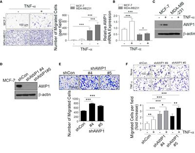 AWP1 Restrains the Aggressive Behavior of Breast Cancer Cells Induced by TNF-α